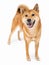 Dog Shiba Inu looking at camera tilting head and smiling wide teeth smile.Beautiful dog Shiba Inu full length looking at camera fr