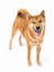 Dog Shiba Inu looking at camera tilting head and smiling wide teeth smile.Beautiful dog Shiba Inu full length looking at camera fr