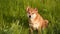 Dog Shiba Inu on a meadow