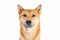 Dog Shiba Inu portrait looking side down long horizontal banner.Dog Shiba Inu looking at camera and smiling close up portrait.