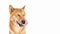 Dog Shiba Inu side view licking and smile wide sincerely emotions of joy.