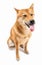 Dog Shiba Inu white background sitting full length with tongue out and closed eyes.