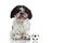 Dog shih tzu with ball isolated on white background