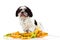 Dog Shih tzu isolated on white background. autumn