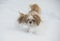 Dog shih tzu in snow.