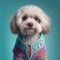 Dog shihtzu cute portrait. Dog cute breed shihtzu in portrait model with adorable