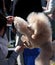 Dog Show, Poodle