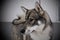 Dog show - West Siberian Laika portrait