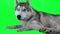 Dog siberian hasky. Green screen highly detailed 4K footage. Clean alpha. Shot on black magic camera 4K.