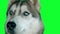 Dog siberian hasky. Green screen highly detailed 4K footage. Clean alpha. Shot on black magic camera 4K.