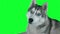 Dog siberian hasky. Green screen highly detailed 4K footage. Clean alpha. Shot on black magic camera 4K.