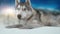 Dog siberian hasky on winter background. 4K high detailed footage. Shot on black magic cinema camera.