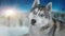 Dog siberian hasky on winter background. 4K high detailed footage. Shot on black magic cinema camera.