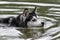 A dog of the Siberian husky breed with brown eyes swims in a pond or swamp in the wild in green water. The concept of a lost dog