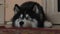 Dog Siberian Husky lies on the floor and waits, looks around