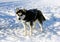 Dog siberian husky on snow