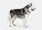 Dog. Siberian Husky on white background