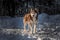 Dog siberian husky. Wild Beauty dog portrait. Winter dark background.