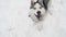 Dog siberian husky on winter background happy jumping into camera