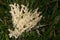 Dog sick slime mould (Mucilago crustacea)