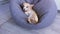 A dog with a siesta is resting in a bean bag chair on its back. Small cute tired Chihuahua dog resting on sofa. Feeling tired or b