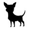 Dog silhouette, chihuahua breed. Side view pet stand icon in black color. Make used for dog show, competition, pet store