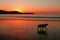 Dog silhouette and footprints on beach at sunset