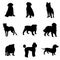 Dog Silhouettes and Icons