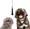 Ð¡at and dog sing together with a microphone