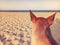 Dog sit on poor sandy beaches with blue sea clear sky happy holiday background