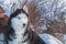 Dog sit on snowy cliff above coast winter river. Portrait Siberian husky dog with blue eyes, black and white coat color.