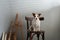 the dog sits on a chair against the background of a textured wall. creative workshop