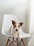 the dog sits on a chair against the background of a textured wall. creative workshop