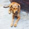 The dog sits on a concrete floor, cute Thai dog on road, animal