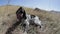 Dog sits on the edge of the hill and fast breath