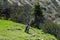 dog sits on a green meadow while hiking in the mountains