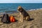 A dog sits near bagage on the beach.