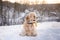 Dog sits in a snowdrift with stick in mouth