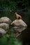 the dog sits on a stone in the water. Thai Ridgeback in nature, in the forest