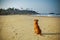 Dog sits on a sunny sand beach.