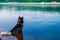 Dog sits in the water. Black Siberian husky sits in the summer river. Back view.