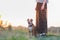 Dog sits by the woman, trained pets at walk concept.