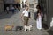 Dog sitter with 3 poodles walks with the dogs in early morning throug the narrow streets of Venice