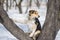 Dog sitting  on an apricot tree and looking around in winter orchard