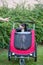 Dog sitting in bicycle trailer, appenzeller sennenhund