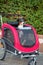 Dog sitting in bicycle trailer, appenzeller sennenhund