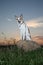 Dog sitting on a big stone in the grass at sunset