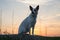 Dog sitting on a big stone in the grass at sunset