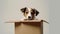 Dog sitting in cardboard box