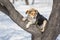 Dog sitting in the favorite place for resting - on an apricot tree in winter orchard